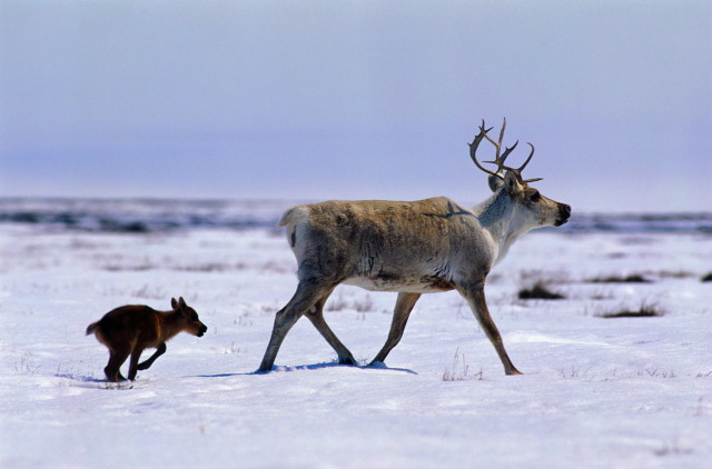 Deer