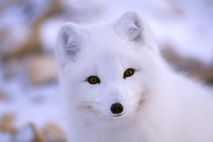 Arctic Fox