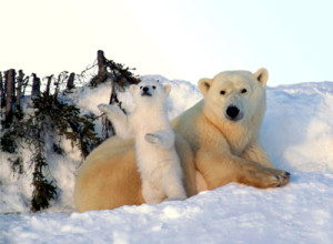 Hudson Bay Heli Tours