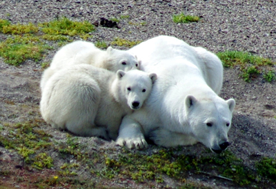 Hudson Bay Heli Tours