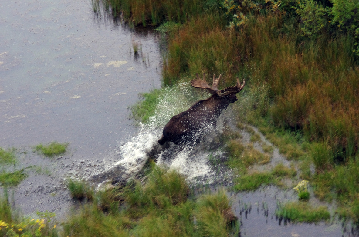 Churchill Wildlife Moose
